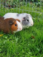 2 cavia's - beertje en zeugje, Dieren en Toebehoren, Knaagdieren, Cavia, Januari, Meerdere dieren, Tam
