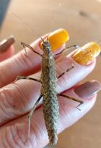 Wandelende takken, Wandelende tak