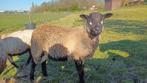 Maasduinen schapen ramlammeren zwoegervrij, Dieren en Toebehoren, Schapen, Geiten en Varkens, Mannelijk, Schaap