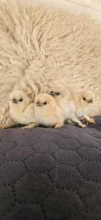 2 super tamme usa zijdehoenders, Dieren en Toebehoren, Pluimvee, Geslacht onbekend, Kip