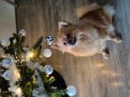 pomeriaan nestje op komst in januari 🥰, Dieren en Toebehoren, Honden | Poolhonden, Keeshonden en Oertypen, Overige rassen, 8 tot 15 weken