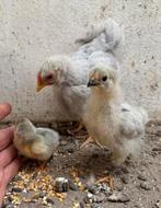Diverse blauwe wyandotte (kriel)kuikens, Geslacht onbekend, Kip
