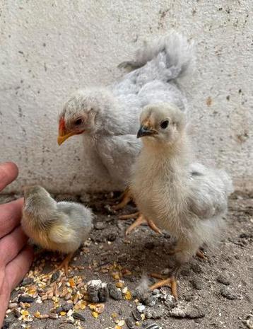 Diverse blauwe wyandotte (kriel)kuikens beschikbaar voor biedingen