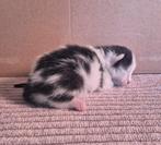 Prachtige kittens, nog 1 beschikbaar!, Dieren en Toebehoren, Katten en Kittens | Overige Katten, Meerdere dieren, 0 tot 2 jaar