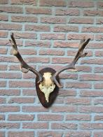 Mooi Compact Damhert Gewei Taxidermie Mancave e76, Verzamelen, Dierenverzamelingen, Ophalen, Gebruikt, Hert, Gewei of Kop