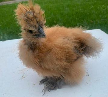 USA Zijdehoen hennen beschikbaar voor biedingen