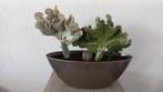 Cactus euphorbia lactea in pot, Huis en Inrichting, Cactus, Minder dan 100 cm, Halfschaduw, In pot