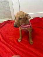 Twiggy – lief klein meisje uit Bosnië zoekt een warm thuis, Dieren en Toebehoren, Honden | Niet-rashonden, Particulier, Rabiës (hondsdolheid)