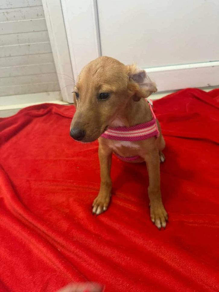 Twiggy – lief klein meisje uit Bosnië zoekt een warm thuis, Dieren en Toebehoren, Honden | Niet-rashonden, Klein, Teef, Particulier