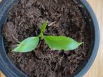 Jonge lepelplant peace lily kamerplant bloeit wit OPHALEN, Ophalen, Overige soorten, Minder dan 100 cm