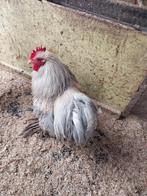 cochin kriel, Dieren en Toebehoren, Pluimvee, Mannelijk, Kip