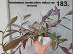 Stekjes van de tradescantia pallida, Huis en Inrichting, Ophalen of Verzenden, Overige soorten, Minder dan 100 cm