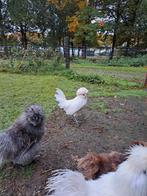 Mooie witte kuifhoen haan, Dieren en Toebehoren, Mannelijk, Kip