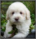 Boompoo pups middelslag Boomer x poedel, Nederland, Overige rassen, 8 tot 15 weken, Teef