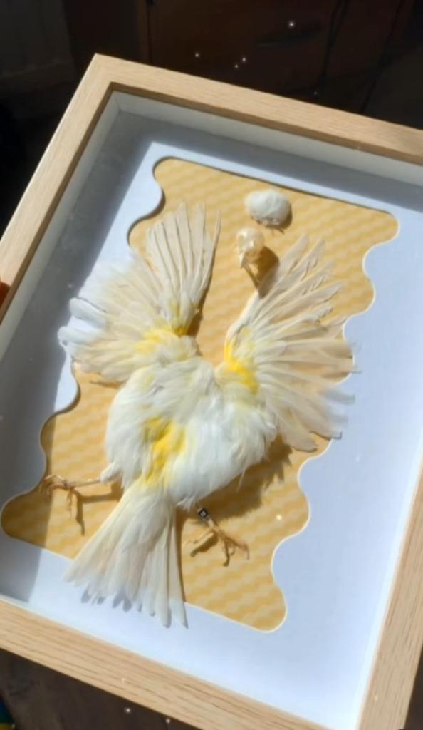 opgezette kanarie in lijst, Verzamelen, Dierenverzamelingen, Nieuw, Opgezet dier, Vogel, Ophalen of Verzenden