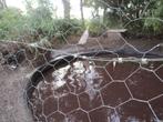 Broedkoppels siereenden, Meerdere dieren, Eend