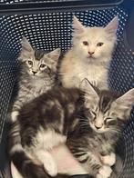 Maine coon kittens, Dieren en Toebehoren, Katten en Kittens | Raskatten | Langhaar, Meerdere dieren, Gechipt, 0 tot 2 jaar