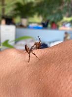 Ghost mantis incl. Terrarium en warmtemat, Dieren en Toebehoren, Insecten en Spinnen, Overige soorten