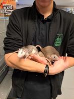 Lieve zeer nieuwsgierige dumbo ratten, Dieren en Toebehoren, Knaagdieren, Oktober, Vrouwelijk, Rat