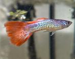 Snakeskin/leopard guppy koppel !, Dieren en Toebehoren, Vissen | Aquariumvissen, Vis