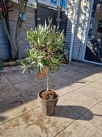 Olijfboom Olea Europea in pot, Tuin en Terras, Planten | Bomen, Bloeit niet, 100 tot 250 cm, Olijfboom, Ophalen