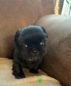 Pekingees pups, Parvo, 8 tot 15 weken, Meerdere, Meerdere dieren