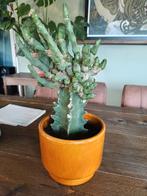 Bijzondere cactus met pot, Ophalen, Cactus, Minder dan 100 cm