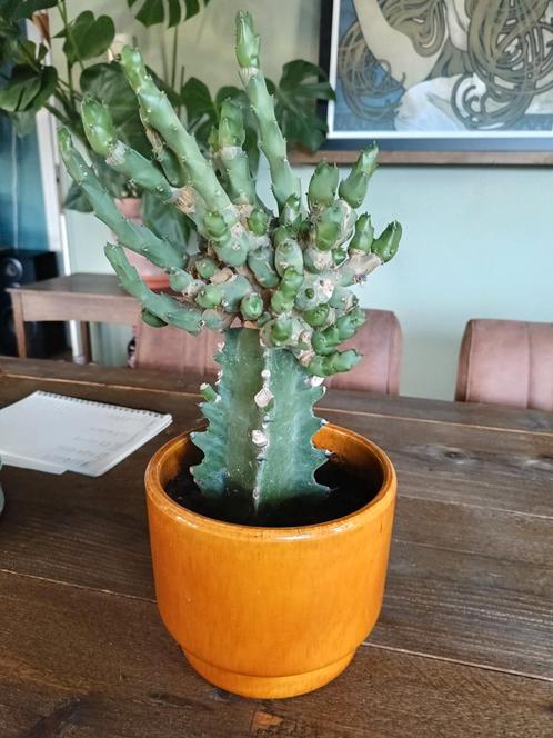 Bijzondere cactus met pot, Huis en Inrichting, Kamerplanten, Cactus, Minder dan 100 cm, Ophalen