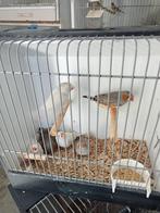 Diverse tt waardige zebravinken, Meerdere dieren, Tropenvogel