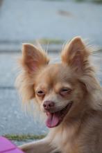 Nieuw thuis gezocht voor meerdere hondjes, Dieren en Toebehoren, Honden | Chihuahua's en Gezelschapshonden, 6 jaar of ouder, CDV (hondenziekte)