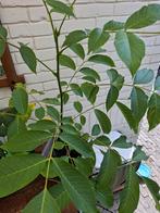 Walnootboom hoog 1 meter 15, Tuin en Terras, Planten | Bomen, Ophalen, Volle zon, Overige soorten