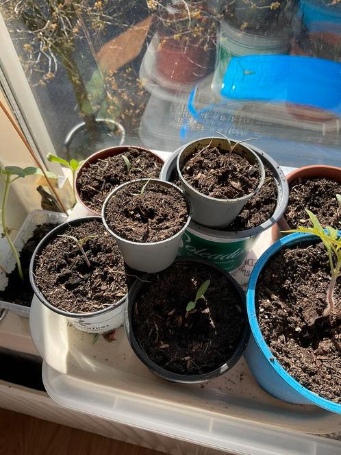 Tasty Tom tomaten zaailingen, Huis en Inrichting, Kamerplanten, Overige soorten, Minder dan 100 cm, Ophalen