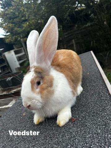 DUITSE REUS voedster beschikbaar voor biedingen