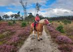 Bijrijder/verzorger gezocht voor 2 lieve Haflingers, Ophalen of Verzenden
