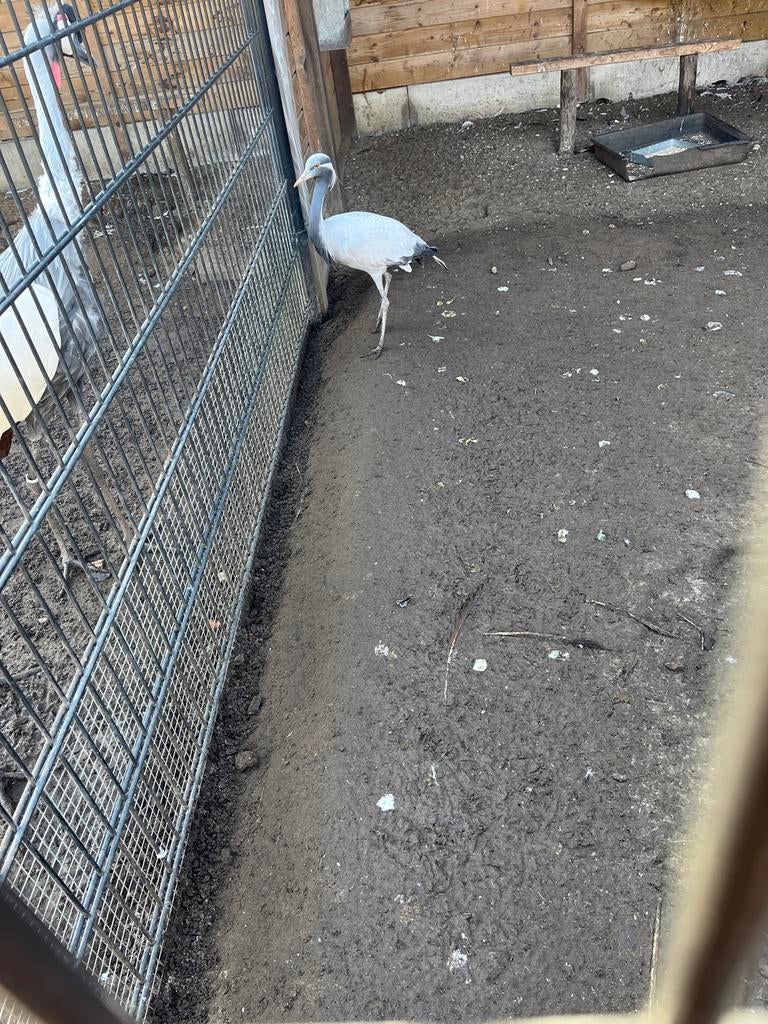 Juffer kraanvogel, Dieren en Toebehoren, Geslacht onbekend