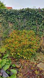 Grote Skimmia Japonica - Prachtige wintergroene struik, Tuin en Terras, Planten | Tuinplanten, Vaste plant, Halfschaduw, Winter