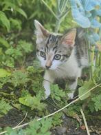 Kittens, Ophalen of Verzenden, Zo goed als nieuw