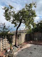 Pruimenboom, Ophalen, Volle zon, Overige soorten