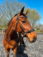 Lieve, fijne merrie dressuur/recreatie/buitenritten, Dieren en Toebehoren, Paarden, Merrie, Gechipt, L, 160 tot 165 cm