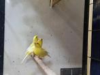 Harzer kanarie | Roller kanarie | Super goede zangvogel, Dieren en Toebehoren, Vogels | Kanaries, Meerdere dieren, Zangkanarie