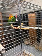 2 parkieten + vogelkooi, Ophalen of Verzenden, Zo goed als nieuw, Vogelkooi
