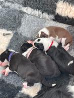 Bordercollie puppy ‘s, Dieren en Toebehoren, 8 tot 15 weken, Collie, Meerdere, Meerdere dieren