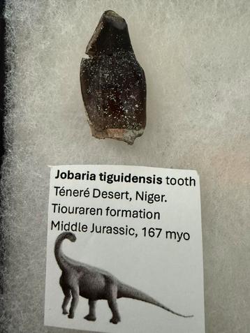 Jobaria tand (sauropode) beschikbaar voor biedingen