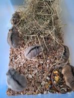 Aangeboden jonge dwerghamsters wildkleur 7 weken oud, Dieren en Toebehoren, Knaagdieren, Hamster, Meerdere dieren, Tam, Oktober