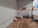 Bonte diamantduiven, Dieren en Toebehoren, Meerdere dieren, Tropenvogel, Geringd