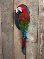 Nieuw geprepareerde Groenvleugel Ara (kerstaanbieding €1250), Ophalen, Nieuw, Vogel, Opgezet dier
