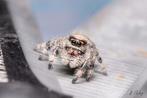 Springspin, jumping spiders, phidippus Regius North Florida, Dieren en Toebehoren