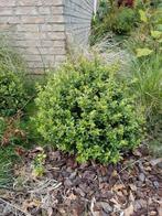 3x Kleine Buxus, Ophalen of Verzenden, Bloeit niet, Overige soorten, Halfschaduw