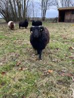 Ouessant rammetje, stamboek., Dieren en Toebehoren, Mannelijk, Schaap, 0 tot 2 jaar