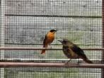Sneeuwkruintapuit man, Dieren en Toebehoren, Vogels | Overige Vogels, Mannelijk, Tropenvogel, Geringd